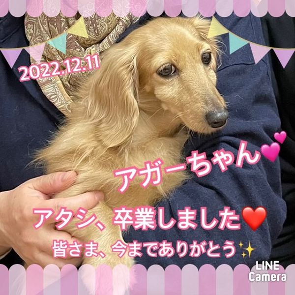 【運命の赤い糸見〜つけた💓カニンヘンダックスのアガーちゃん💕】2022,12,11